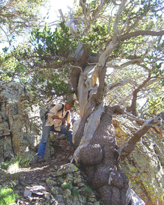 Doctoral candidate Cody Routson of the environmental studies laboratory at the UA's department of geosciences scrambles up a mountain slope to sample a bristlecone pine tree. (Photo by Mark Losleben/Laboratory of Tree-Ring Research) Doctoral candidate Cody Routson of the environmental studies laboratory at the UA's department of geosciences scrambles up a mountain slope to sample a bristlecone pine tree. (Photo by Mark Losleben/Laboratory of Tree-Ring Research)